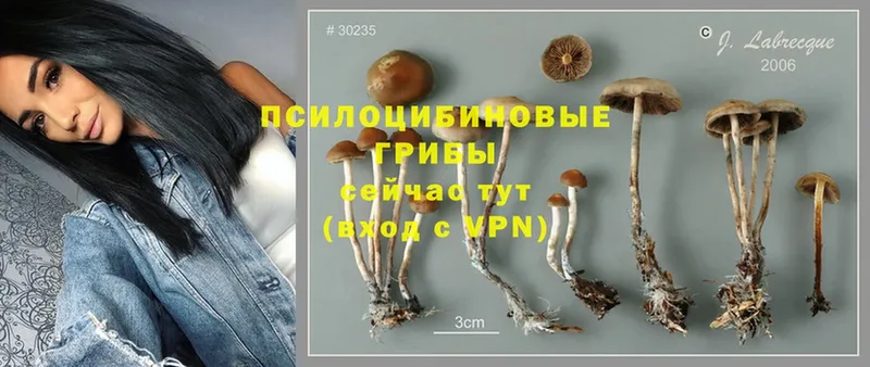 продажа наркотиков  Вязники  Псилоцибиновые грибы Psilocybe 